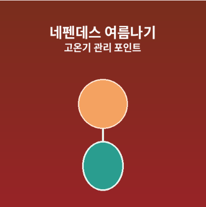 여름철고온기네펜데스관리법