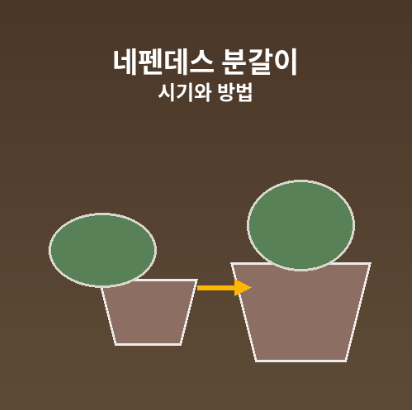 네펜데스분갈이시기방법