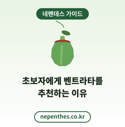 네펜데스벤트라타키우기