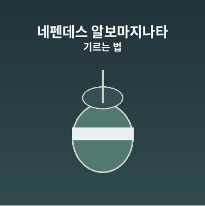 알보마지나타키우는법