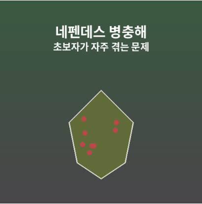 네펜데스병충해예방방법